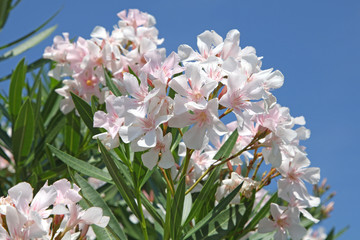 Laurier rose