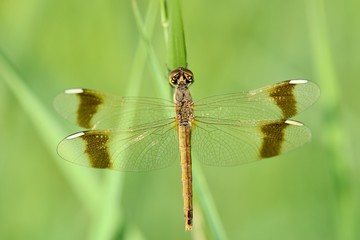Libellula posata su erba 