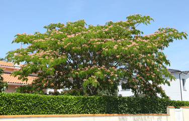 Albizia