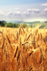 Field of ripe wheat