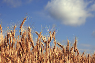 Field of ripe wheat