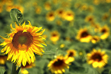 Field of blooming sunflowers