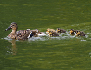 Mallard with chicks
