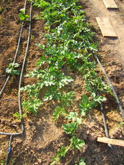 melon and watermelon seedlings with drip irrigation