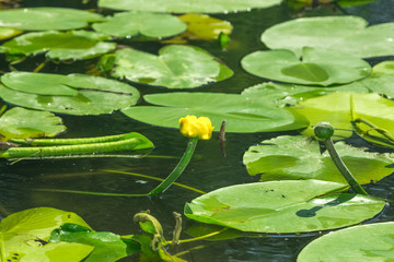 Цветущие желтые лилии на озере