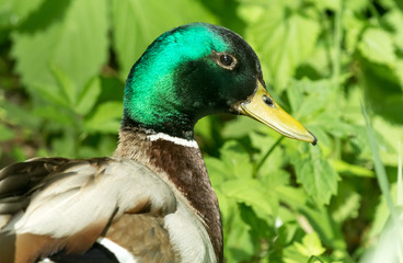 Утка (селезень) на фоне зеленой травы крупным планом