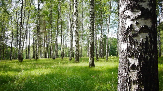 Slider shot of trunks of birch trees in summer forest
