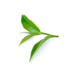 Fresh green tea leaf on white background