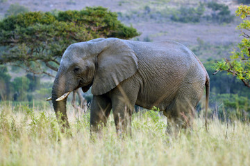 Naklejka na ściany i meble African Elephant ～アフリカゾウ～