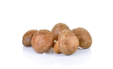 Fototapeta premium Shiitake mushroom on the White background