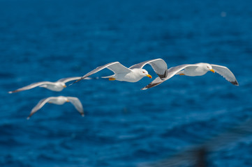 Seagulls flying among blue sky