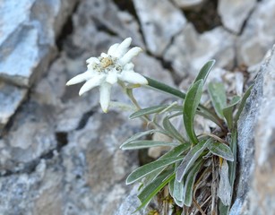 Edelweiss (Leontopodium alpinum) in natural habitat
