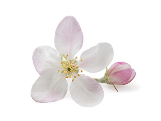 Fototapeta na wymiar Apple Flower isolated on white background