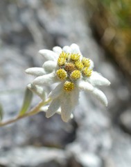 Edelweiss (Leontopodium alpinum) in natural habitat