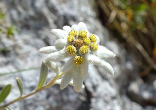 Edelweiss (Leontopodium alpinum) in natural habitat