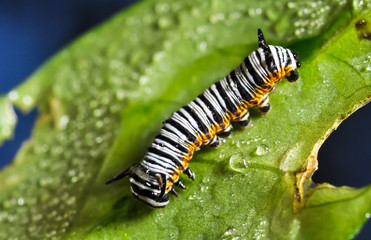 worm eating leaf