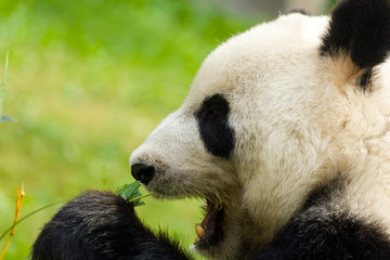 Obraz premium Panda eating bamboo