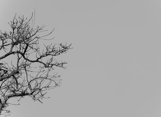 tree on clear blue sky, white and black toned