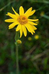 Arnica montana