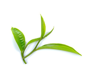 Fresh green tea leaf on white background