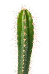 Foto op Canvas cactus isolated on white background © Scisetti Alfio