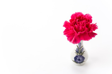 red carnations flower