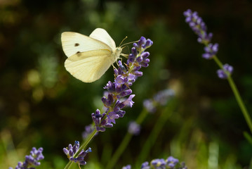butterfly  on lavender
