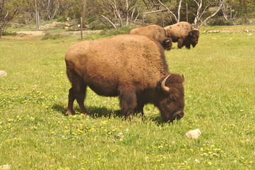 Bison in national park, Australia.