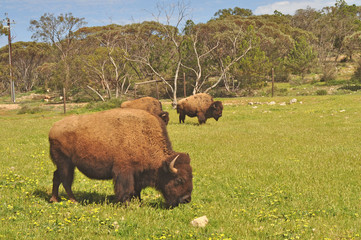 Bison in national park, Australia.