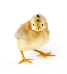 little chick