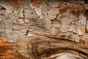 abstract natural texture, wood cork with traces of insects
