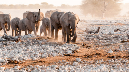 Fototapeta na wymiar Elefanten Herde 