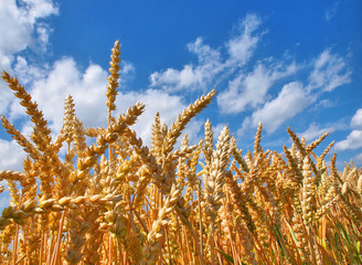 Goldgelbes Weizenfeld und blauer Wolkenhimmel