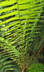 Exotic tropical ferns 