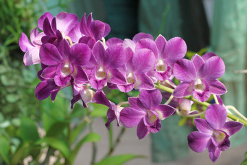 Fototapeta na wymiar orchid flowers