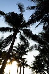 Fototapeta na wymiar silhouette coconut trees