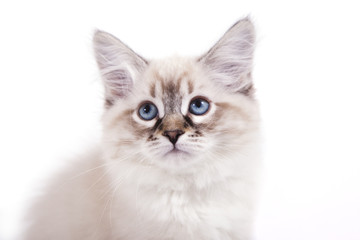 Small Siberian Neva Masquerade kitten on white background. Cat sitting. Portrait cat.