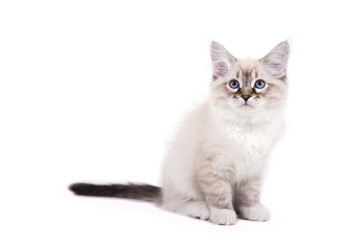 Obraz premium Small Siberian Neva Masquerade kitten on white background. Cat sitting.
