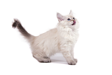 Small Siberian Neva Masquerade kitten on white background. Cat stand.