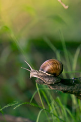 snail in the natural environment