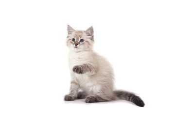 Obraz premium Small Siberian Neva Masquerade kitten on white background. Cat sitting.