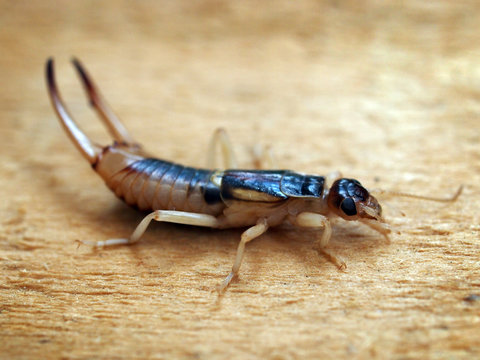 Adult male of Labidura riparia, a cosmopolitan species of earwig. 