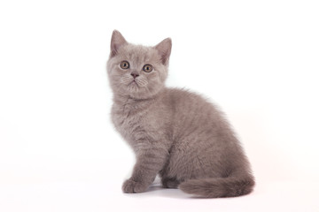Small lilac British kitten on white background. Cat sitting.