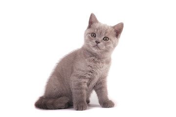Small lilac British kitten on white background. Cat sitting.