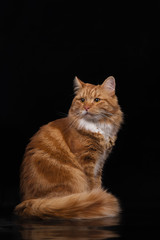Red Siberian cat on black background. Cat sitting.