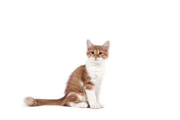 Siberian kitten on white background. Cat sitting.