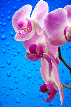 Lilac orchids