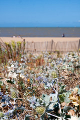 Obraz premium Chardon dans les dunes de Chatelaillon Plage