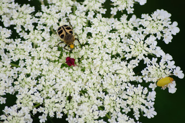 Gelbe Käfer auf weißen Blüten