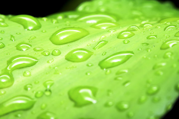 Water drops on leaf, dew drops.